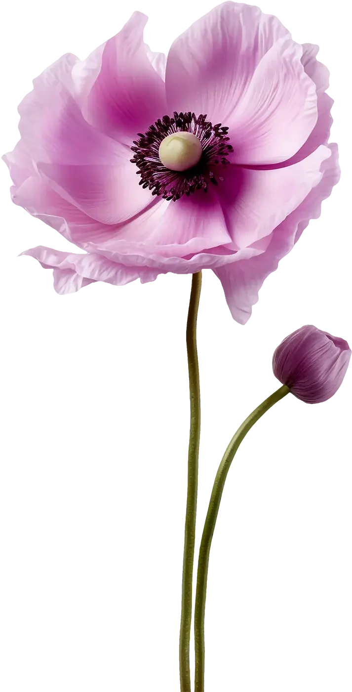 Blayden Decorative Image